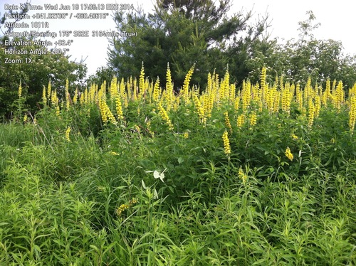 Thermopsis villosa — photo