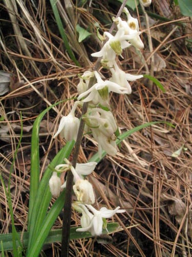 Theropogon pallidus — photo