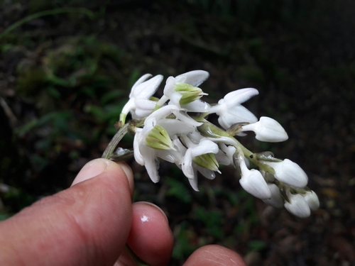 Theropogon pallidus