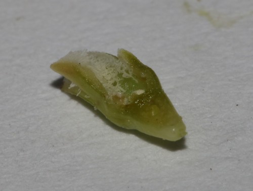 Thesium carinatum — photo