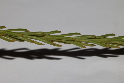 Thesium carinatum — photo