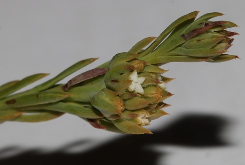 Thesium carinatum