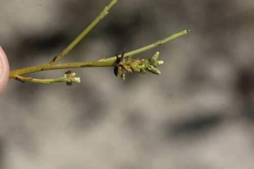 Thesium macrostachyum — photo