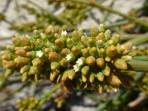 Thesium macrostachyum