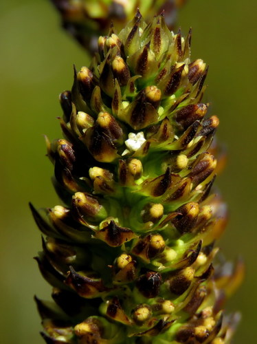 Thesium spicatum — photo