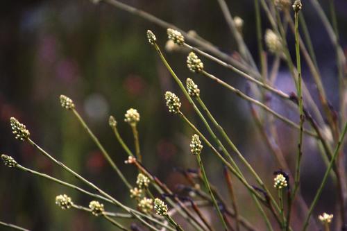 Thesium spicatum — photo