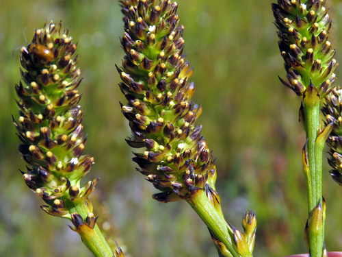 Thesium spicatum