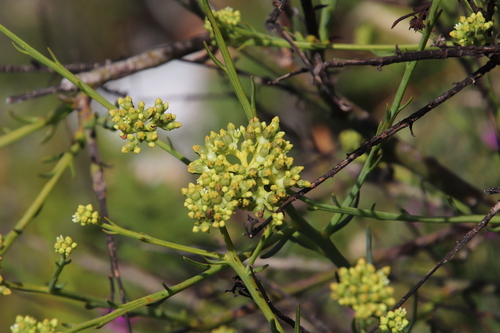 Thesium strictum — photo