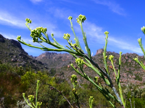 Thesium strictum — photo
