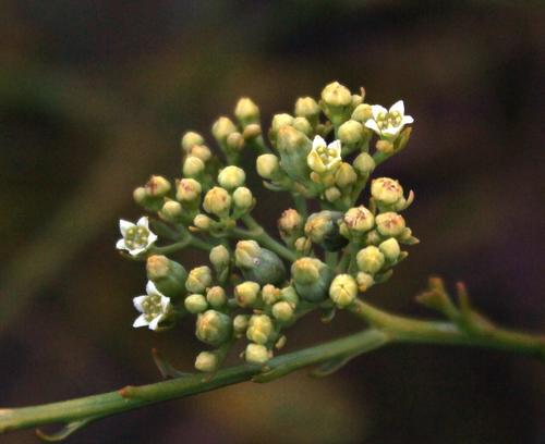 Thesium strictum