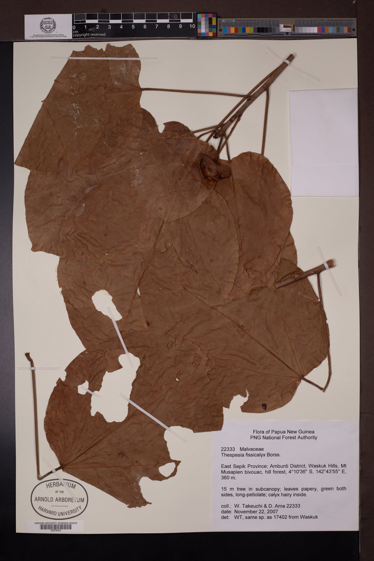 Thespesia fissicalyx — photo