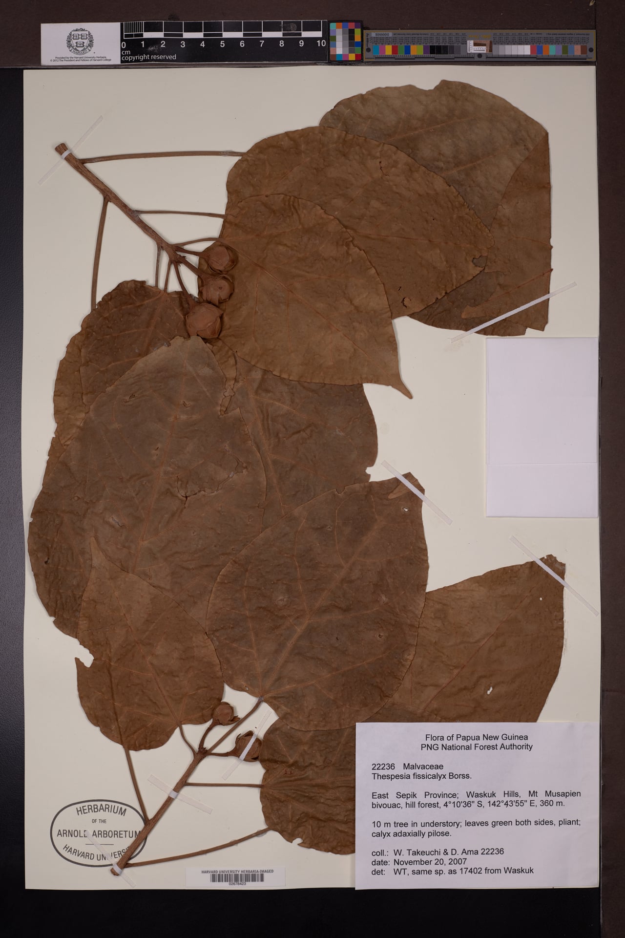 Thespesia fissicalyx
