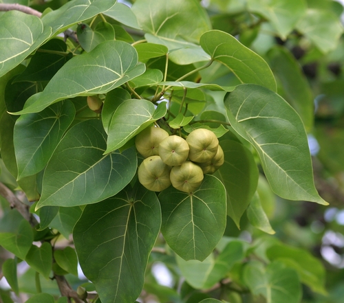 Thespesia populnea (Pacific rosewood) — photo