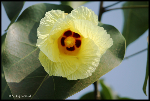 Thespesia populnea (Pacific rosewood) — photo