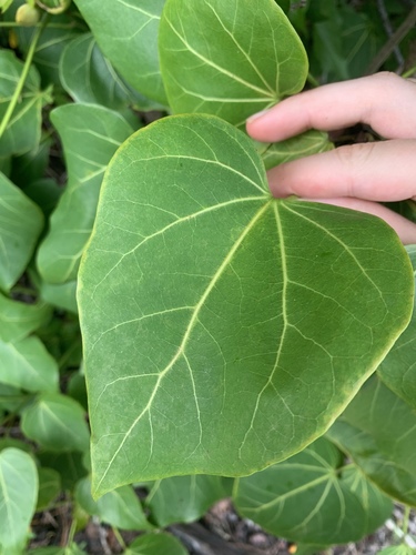 Thespesia populneoides (Beach yellow Hibiscus) — photo