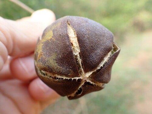 Thespesia populneoides (Beach yellow Hibiscus) — photo