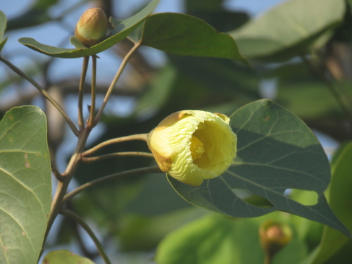 Thespesia populneoides