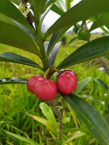 Thevetia ahouai (Chilindron) — photo