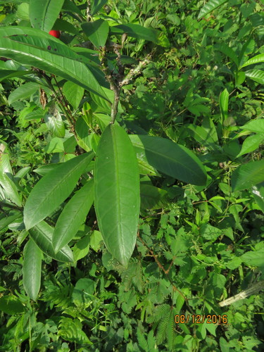 Thevetia ahouai (Chilindron) — photo