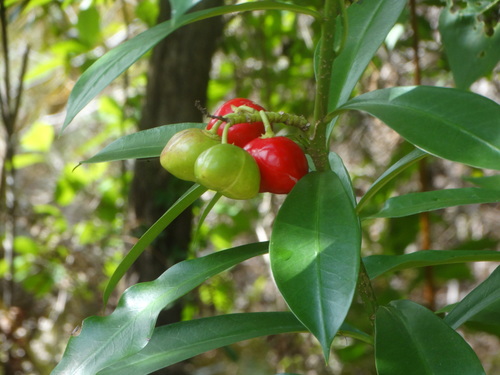 Thevetia ahouai