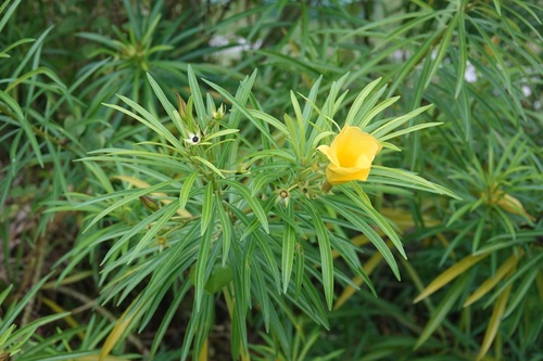 Thevetia neriifolia — photo