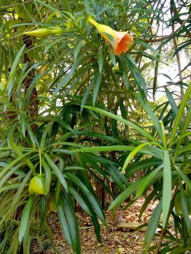 Thevetia neriifolia — photo