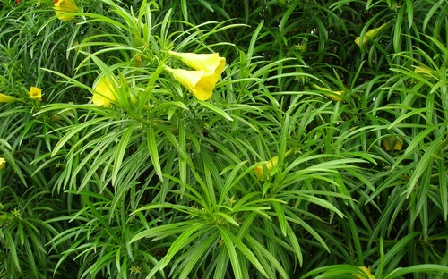 Thevetia neriifolia