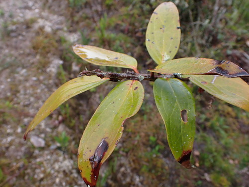 Thibaudia caulialata (Wing-stemmed Thibaudia) — photo
