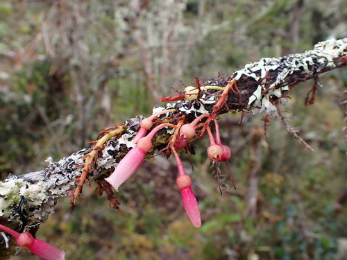 Thibaudia caulialata