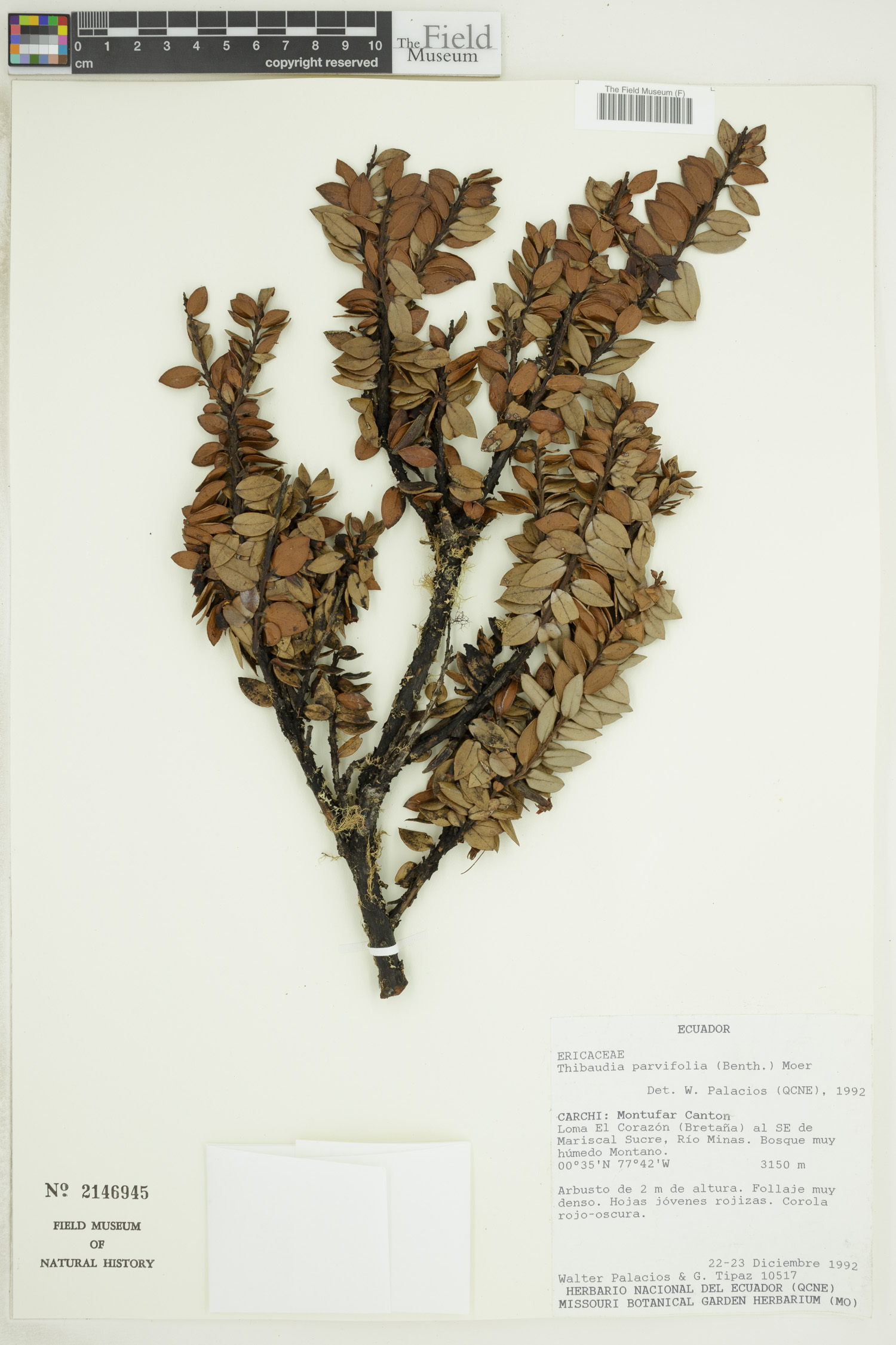 Thibaudia parvifolia