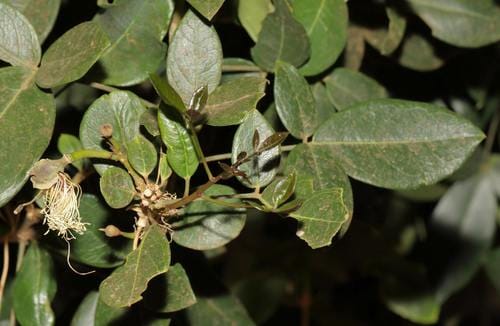 Thilachium africanum (Cucumber bush) — photo