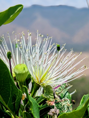 Thilachium africanum