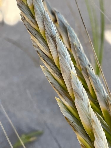 Thinopyrum distichum — photo