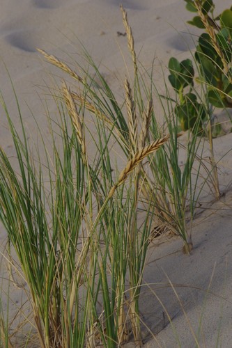 Thinopyrum distichum