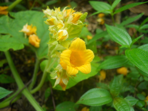Thladiantha cordifolia