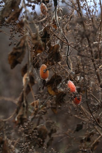 Thladiantha dubia (Red hailstone) — photo