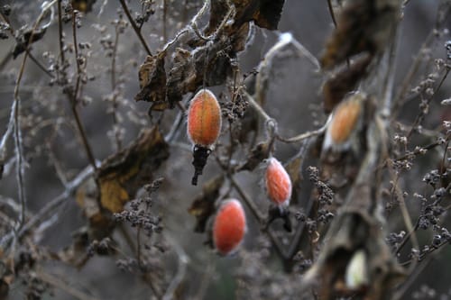 Thladiantha dubia (Red hailstone) — photo
