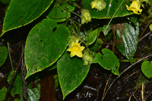Thladiantha grandisepala