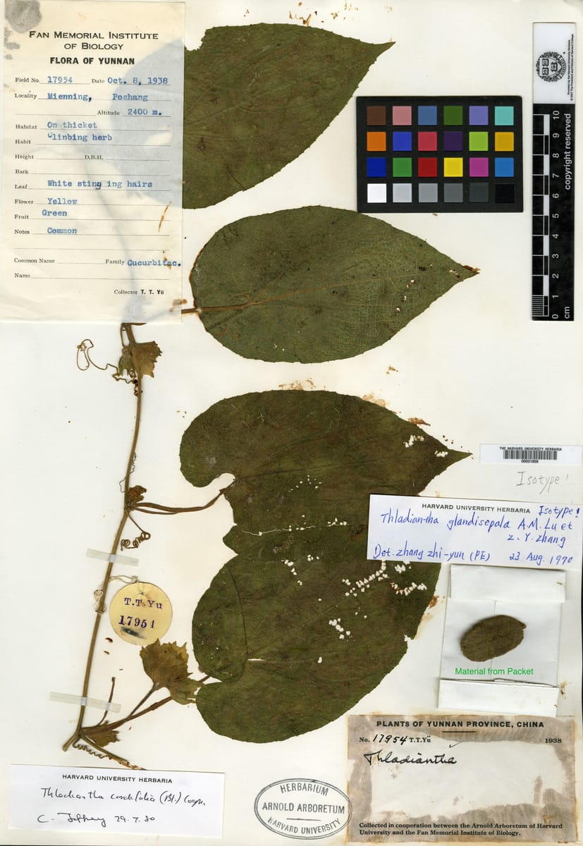 Thladiantha grandisepala — photo