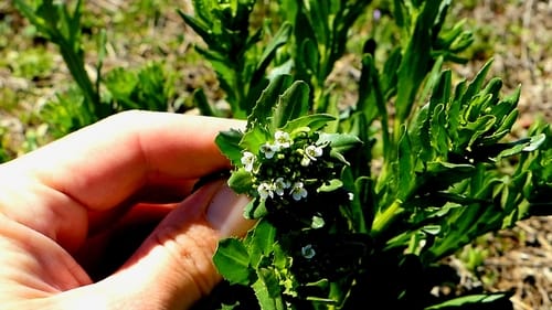 Thlaspi arvense (Field Pennycress) — photo