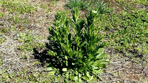 Thlaspi arvense (Field Pennycress) — photo