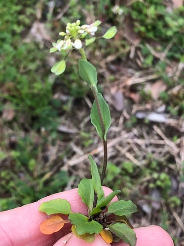 Thlaspi perfoliatum (Pennycress) — photo