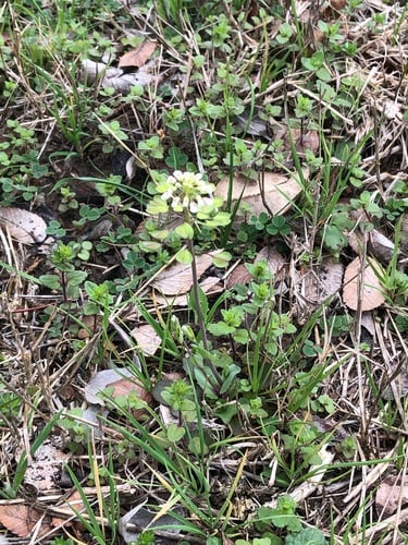 Thlaspi perfoliatum (Pennycress) — photo