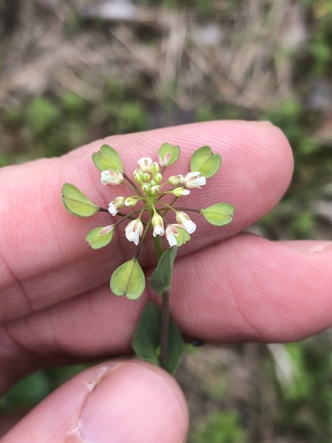 Thlaspi perfoliatum