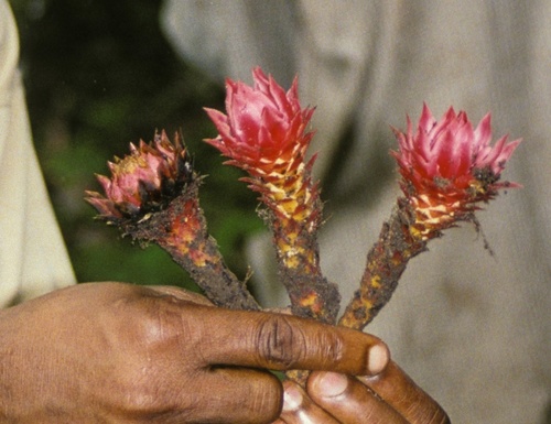 Thonningia sanguinea (Ground pineapple) — photo