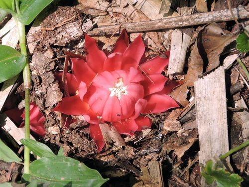 Thonningia sanguinea (Ground pineapple) — photo