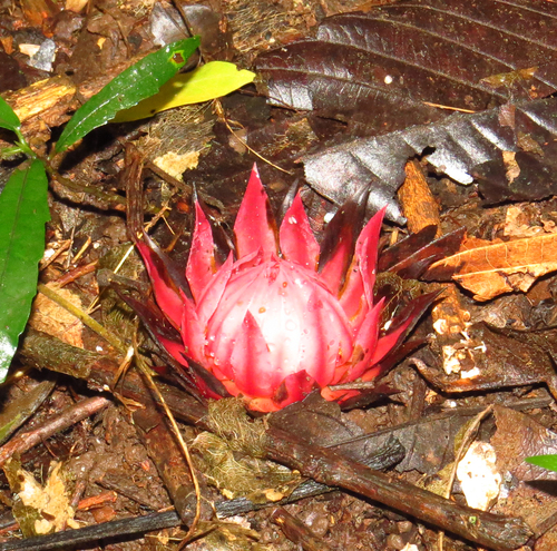 Balanophoraceae