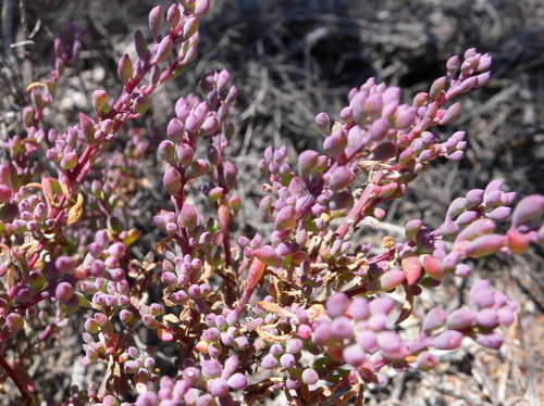 Threlkeldia diffusa (Coastal bonefruit) — photo