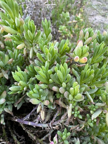 Threlkeldia diffusa (Coastal bonefruit) — photo