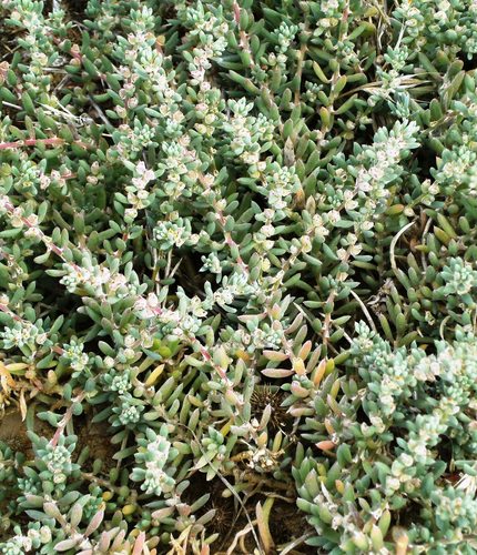 Threlkeldia diffusa